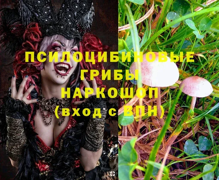 где можно купить   Севастополь  Галлюциногенные грибы Magic Shrooms 